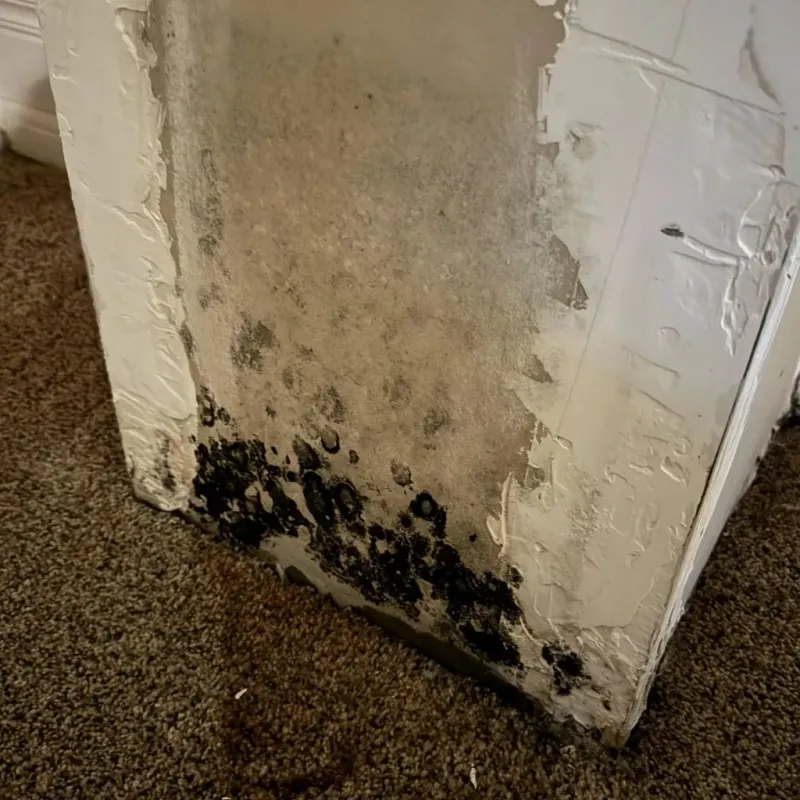 Professional Mold Removal in White County, IN